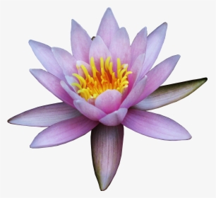 Nelumbo Nucifera Flower Water Lily Clip Art - Nymphaea Nelumbo, HD Png Download, Free Download