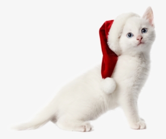Transparent Christmas Cat Png - Christmas Cat No Background, Png Download, Free Download