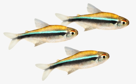 Three Small Fish With A Bright Teal Stripe Swimming - Pomacentridae, HD Png Download, Free Download
