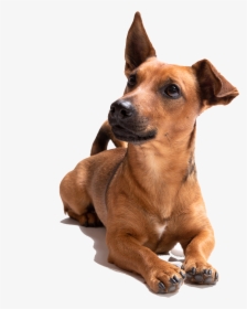 Dog, HD Png Download, Free Download