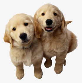 Dog Png - Golden Retriever Husky And German Shepherd, Transparent Png, Free Download