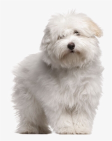 White Puppies Png High-quality Image - Coton De Tulear Dog Breeds, Transparent Png, Free Download