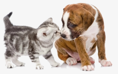 Puppy Kitten Dog Cat Pet - Puppy And Kitten Png, Transparent Png, Free Download