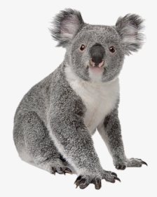 Koala White Background, HD Png Download, Free Download