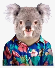 Koala Portrait, HD Png Download, Free Download