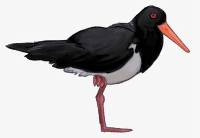 Pied-oystercatcher - Oystercatcher, HD Png Download, Free Download
