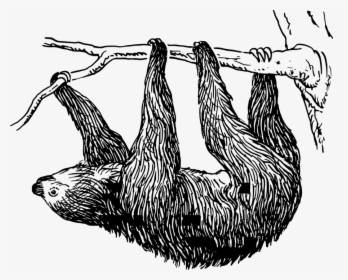 Sloth Black And White Clip Art, HD Png Download, Free Download