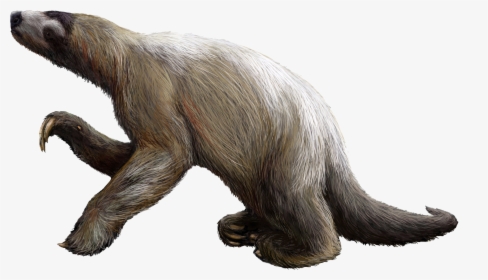 Sloth Png, Transparent Png, Free Download
