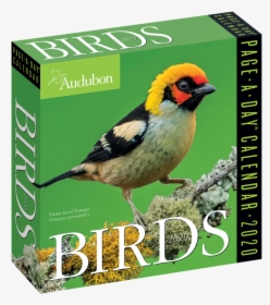 Real Birds Png, Transparent Png, Free Download