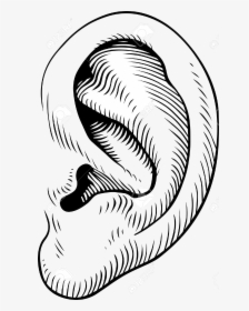 Ear Clip Art Transparent Png - Human Ear Black And White Clipart, Png Download, Free Download