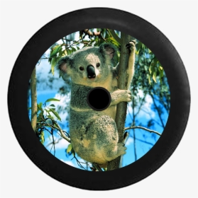 Jeep Wrangler Jl Backup Camera Koala Bear In Bamboo - Koala On A Eucalyptus Tree, HD Png Download, Free Download