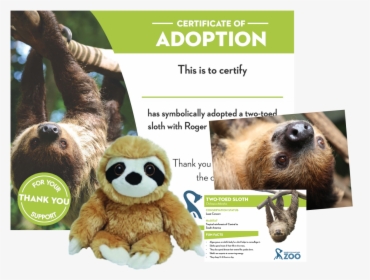 Two-toed Sloth, HD Png Download, Free Download