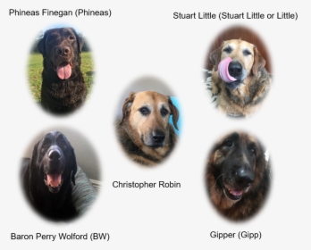 Companion Dog, HD Png Download, Free Download