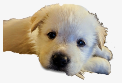 #sad #puppy - Companion Dog, HD Png Download, Free Download