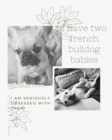 Transparent Sad Puppy Png - French Bulldog, Png Download, Free Download