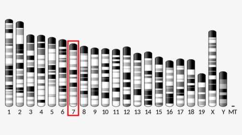 Chromosome 10, HD Png Download, Free Download