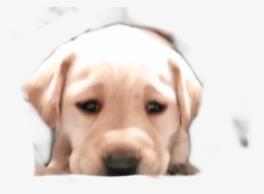 #puppysticker #puppy #doggo #adorable #sad #pupper - Labrador Retriever, HD Png Download, Free Download