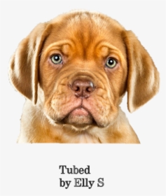Puggle Dogue De Bordeaux Puppy Vizsla Dog Breed - Dogue De Bordeaux, HD Png Download, Free Download