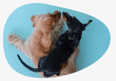 Puppy Play Date Image - Companion Dog, HD Png Download, Free Download