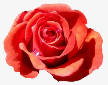 Orange Rose Png - - Floribunda, Transparent Png, Free Download