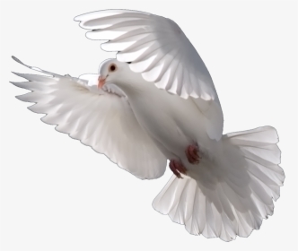 Pigeons And Doves Bird Psd Domestic Pigeon Portable - White Dove, HD Png Download, Free Download