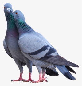 Png Pigeon, Transparent Png, Free Download