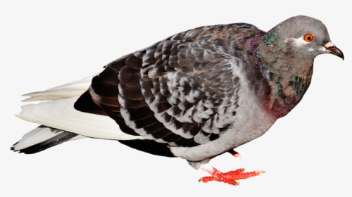 Rock Dove, HD Png Download, Free Download