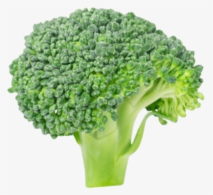 Transparent Broccoli Png - Broccoli Vlipart, Png Download, Free Download