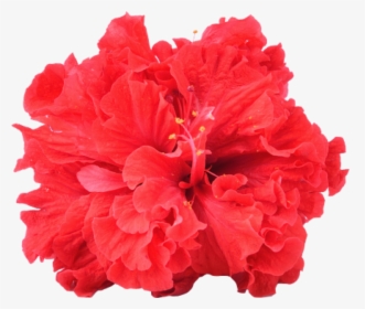 Transparent Red Carnation Png - Hawaiian Hibiscus, Png Download, Free Download