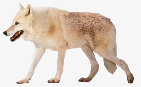 Czechoslovakian Wolfdog Arctic Wolf Alaskan Tundra - Arctic Wolf White Background, HD Png Download, Free Download