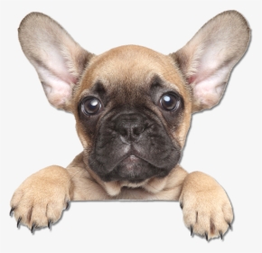 French Bulldog The Puppy Training Handbook - French Bulldog Puppy Png, Transparent Png, Free Download