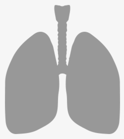 Simple Picture Of Lungs, HD Png Download, Free Download