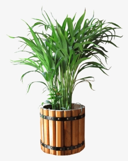 Transparent Indoor Plant Png - Plant In Pot Png, Png Download, Free Download