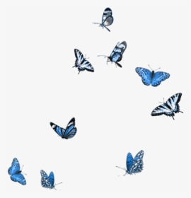 Butterfly Photography Clip Art - Flying Blue Butterfly Png, Transparent Png, Free Download