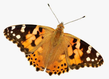 #butterfly #butterflies #butterflys #mariposa #mariposas - Painted Lady Butterfly Transparent, HD Png Download, Free Download