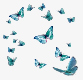 #butterfly #butterflies #bug #butterflys #background - Butterfly Effect Png, Transparent Png, Free Download