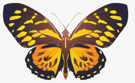 Butterfly Png Images Png - Papilio Zagreus, Transparent Png, Free Download