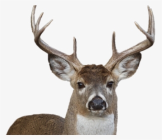 Deer Png Transparent Images - White Tailed Deer Png, Png Download, Free Download