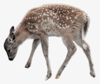 Deer, HD Png Download, Free Download