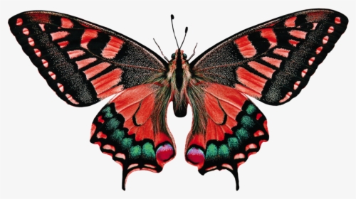 Butterfly Names, HD Png Download, Free Download