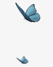 Butterflys Png -page Decoration Page Decoration - Holly Blue, Transparent Png, Free Download