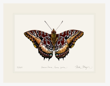 Black Bordered Charaxes - Moth, HD Png Download, Free Download
