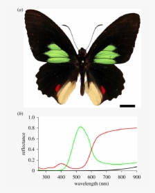 Transparent Butterflys Png - Parides Sesostris, Png Download, Free Download