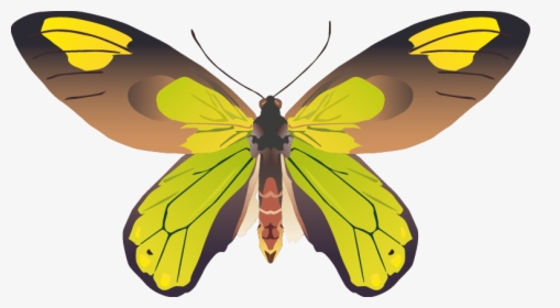 Butterfly Png Images Png - Brush-footed Butterfly, Transparent Png, Free Download