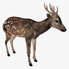 Vis - Zt2 Artiodactyla, HD Png Download, Free Download