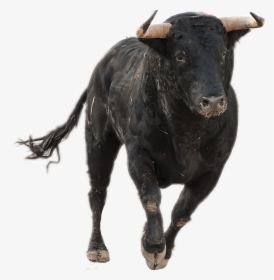 Download Bull Png Image - Bulls Running, Transparent Png, Free Download
