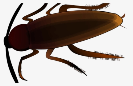 Cockroach Cartoon, HD Png Download, Free Download