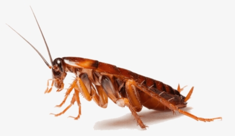 Cockroaches - Cockroach And Spider, HD Png Download, Free Download