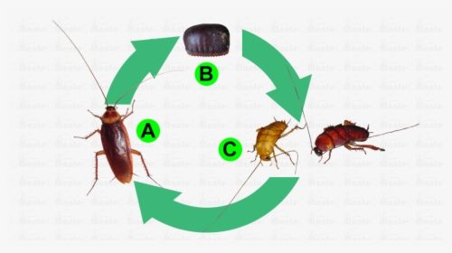 Cockroaches Png, Transparent Png, Free Download