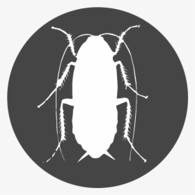 Cockroaches, HD Png Download, Free Download